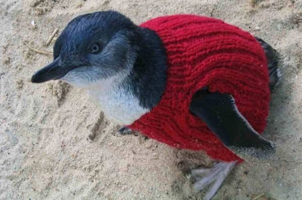 Little Penguin in hand-knitted jumper